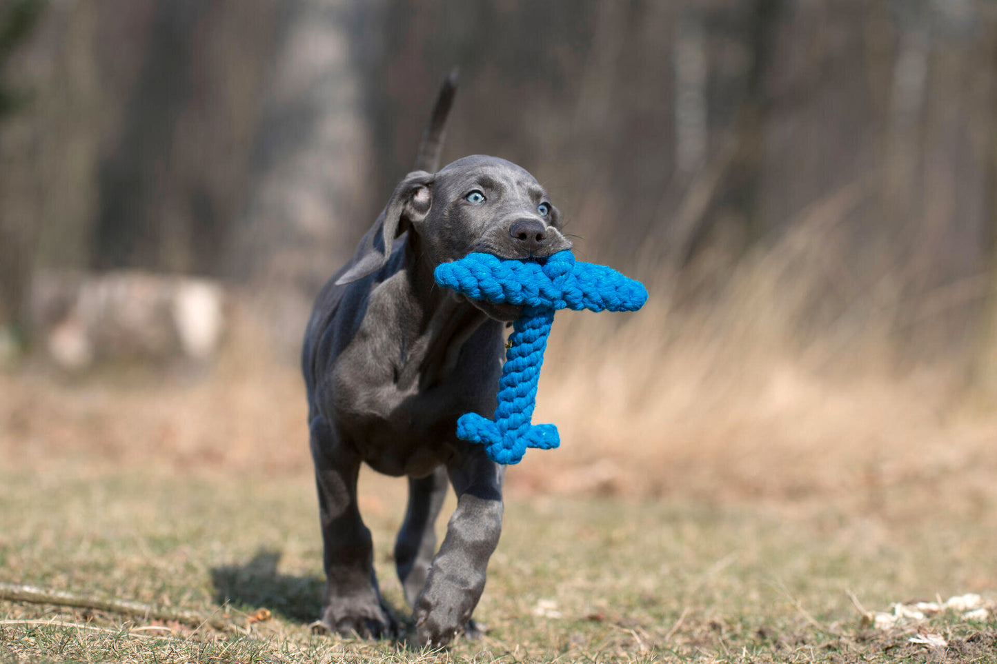 Laboni Hundespielzeug
