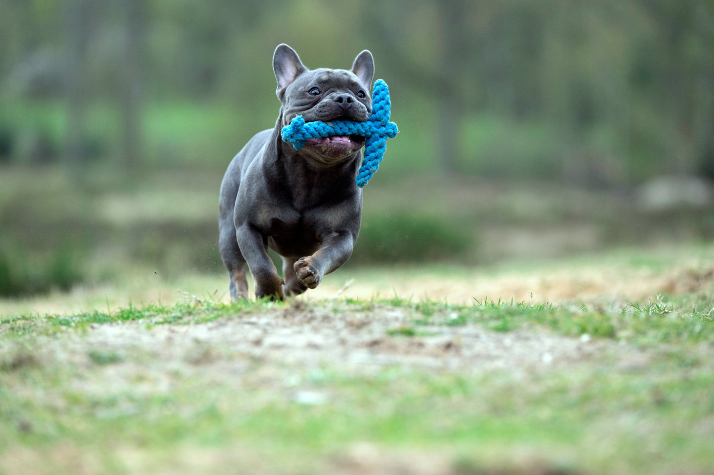 Laboni Hundespielzeug
