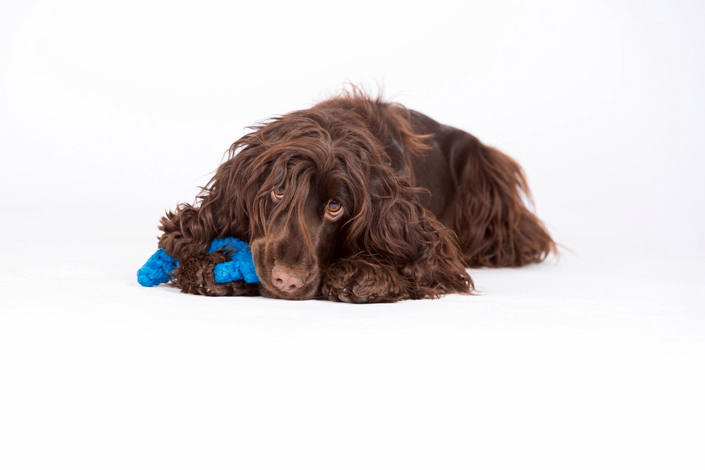 Laboni Hundespielzeug