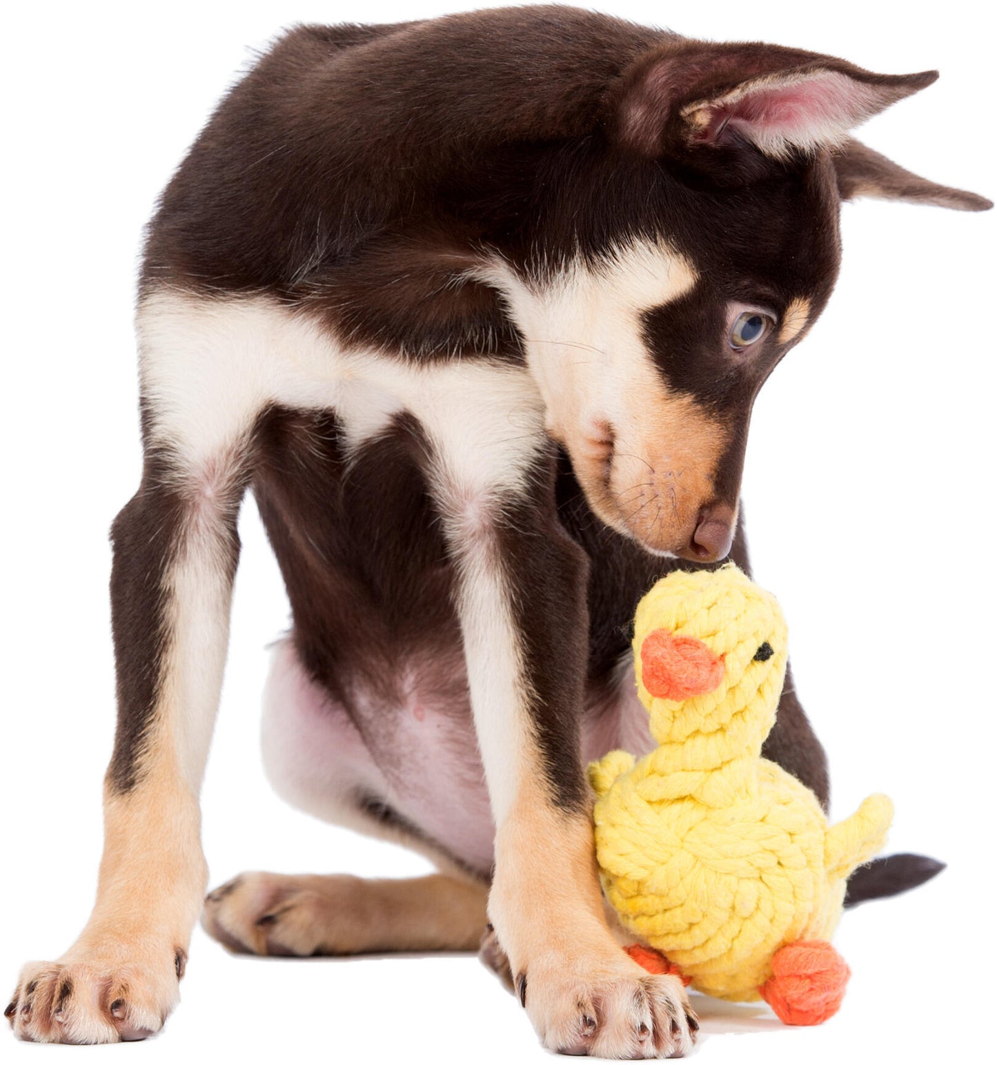 Laboni Hundespielzeug