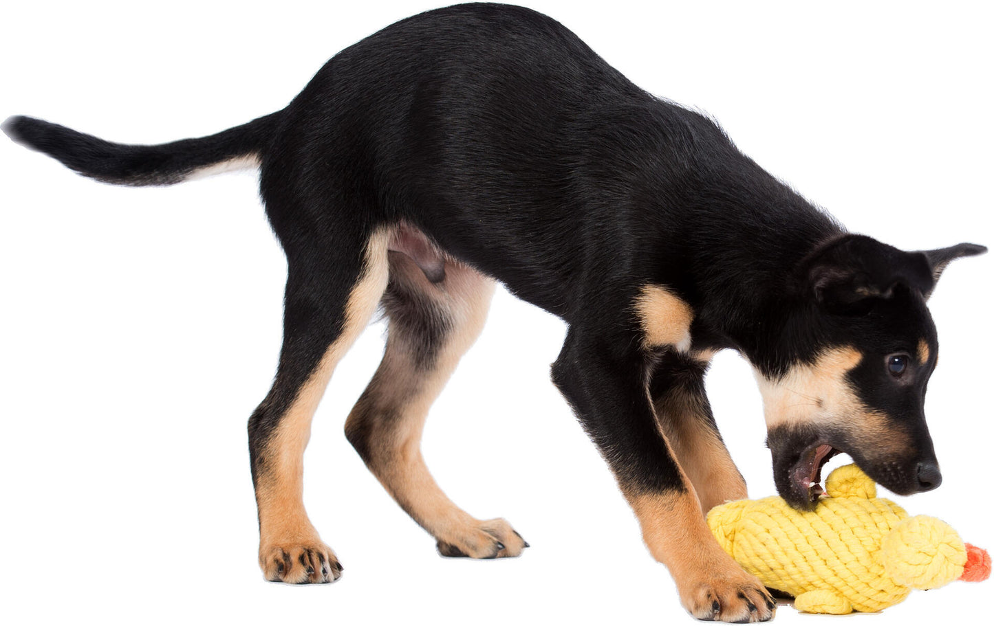 Laboni Hundespielzeug