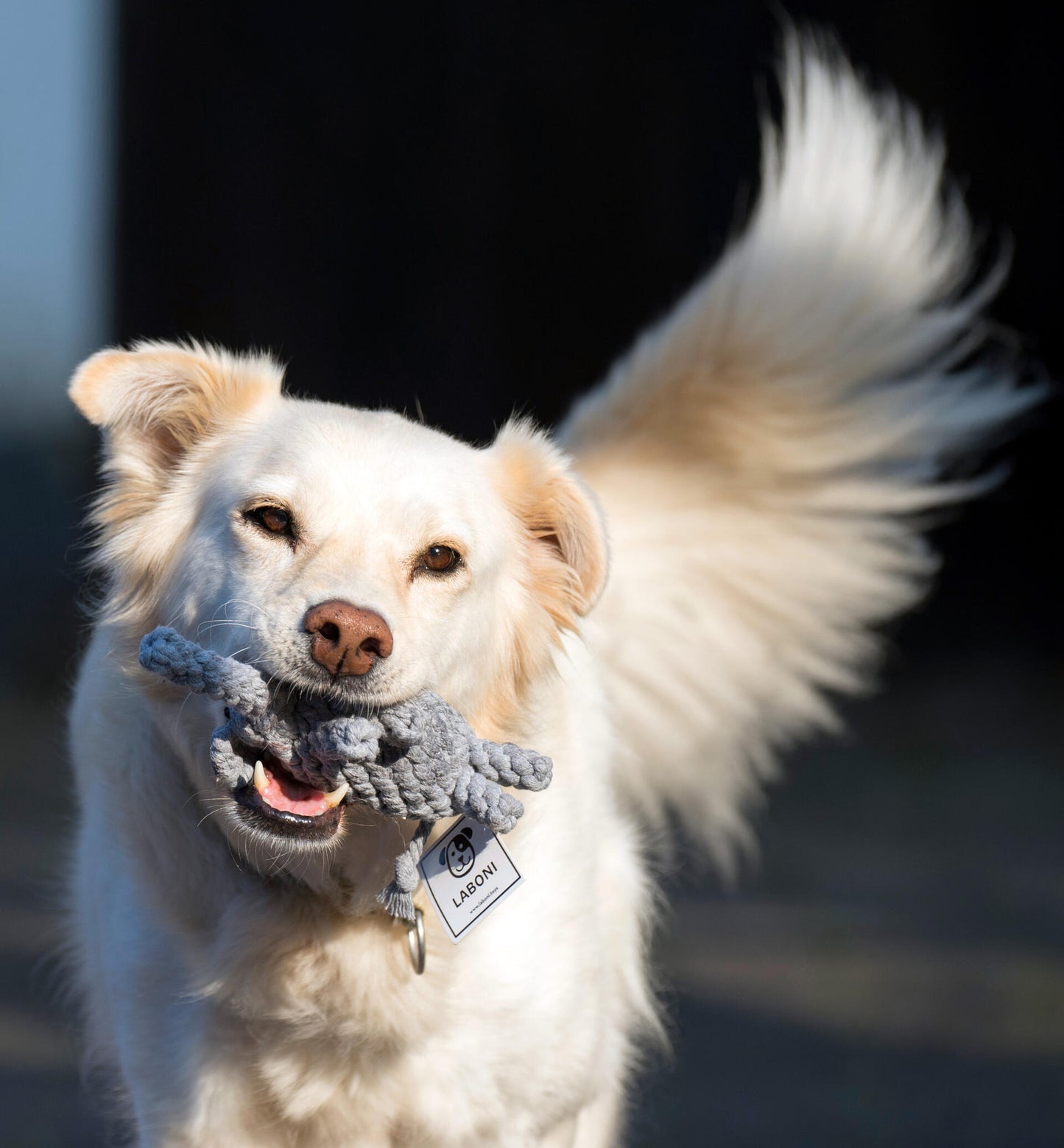 Laboni Hundespielzeug