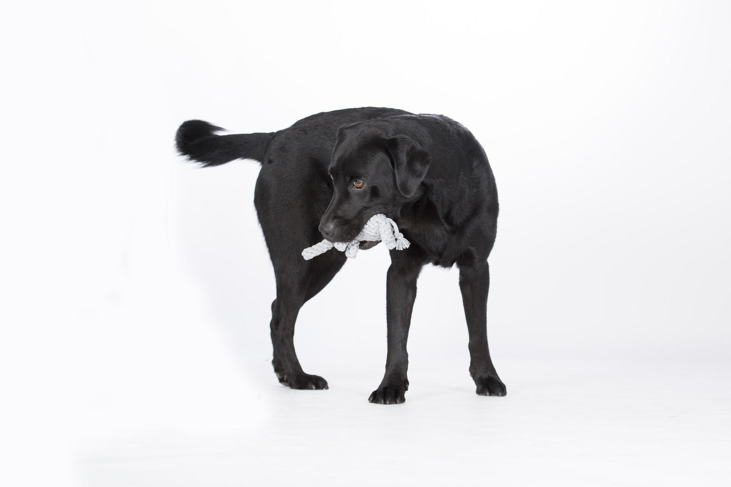 Laboni Hundespielzeug