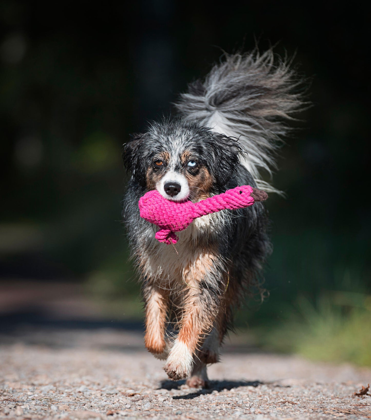 Laboni Hundespielzeug
