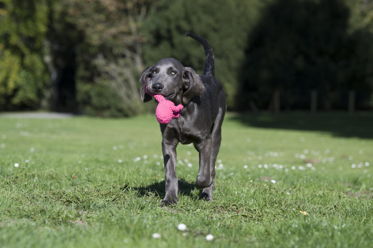 Laboni Hundespielzeug