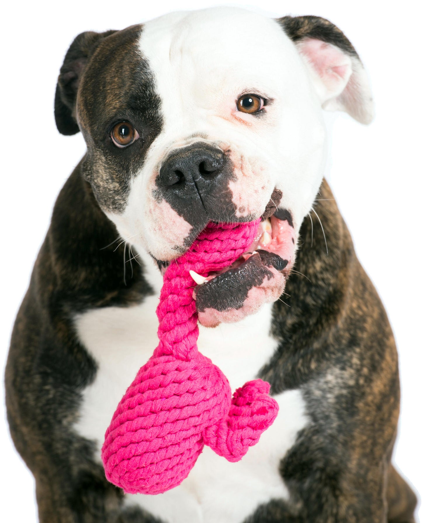 Laboni Hundespielzeug