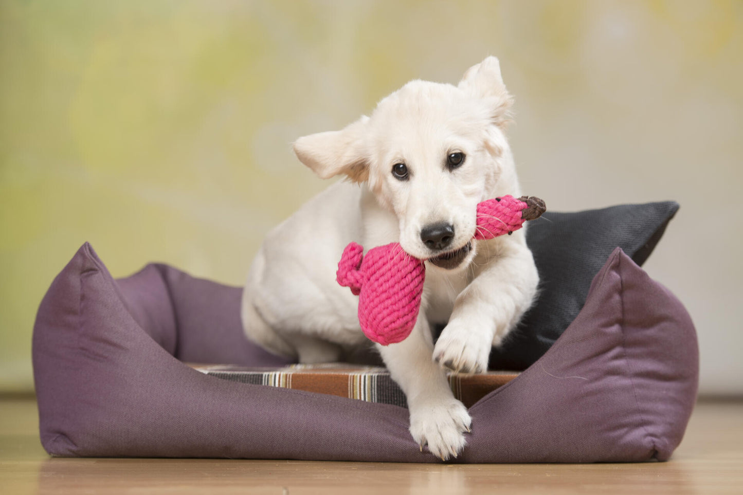 Laboni Hundespielzeug