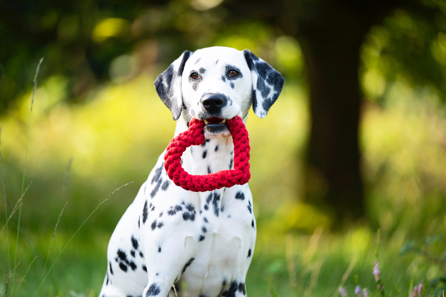 Laboni Hundespielzeug