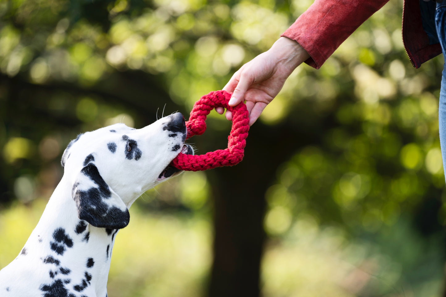 Laboni Hundespielzeug