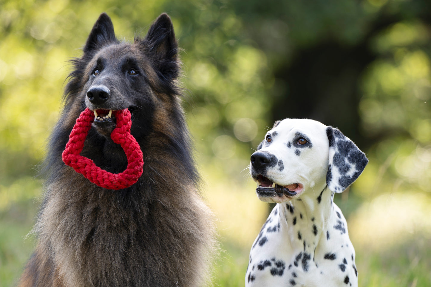 Laboni Hundespielzeug