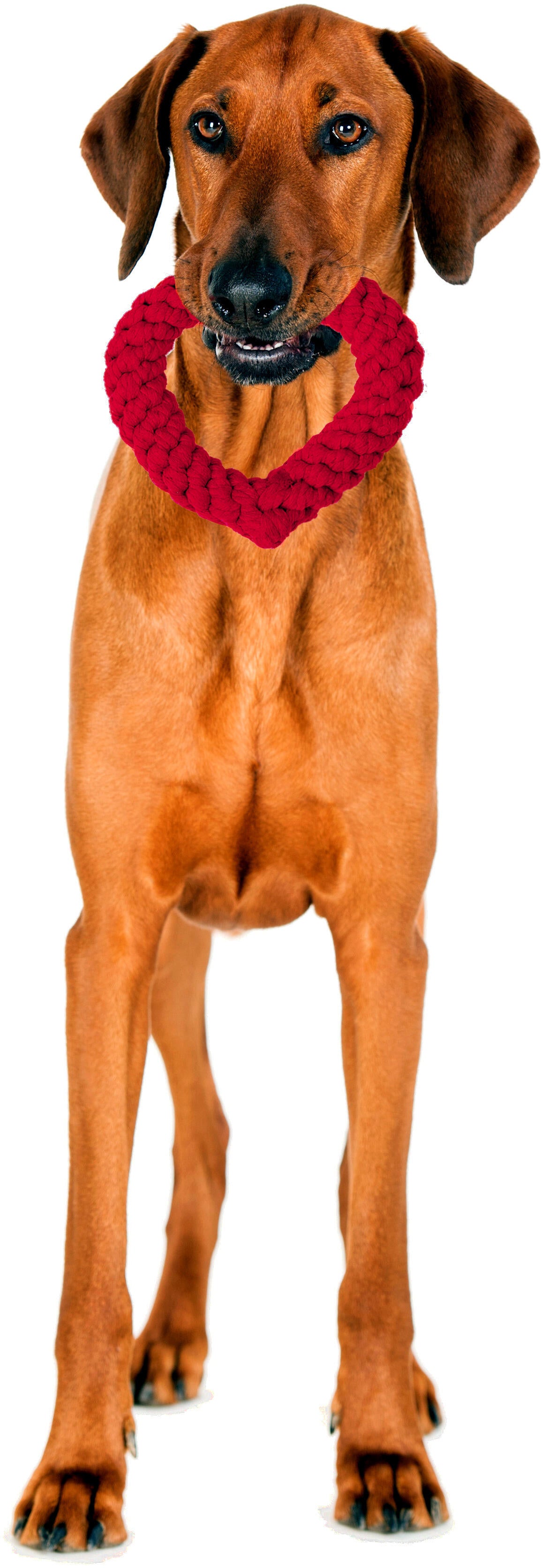 Laboni Hundespielzeug
