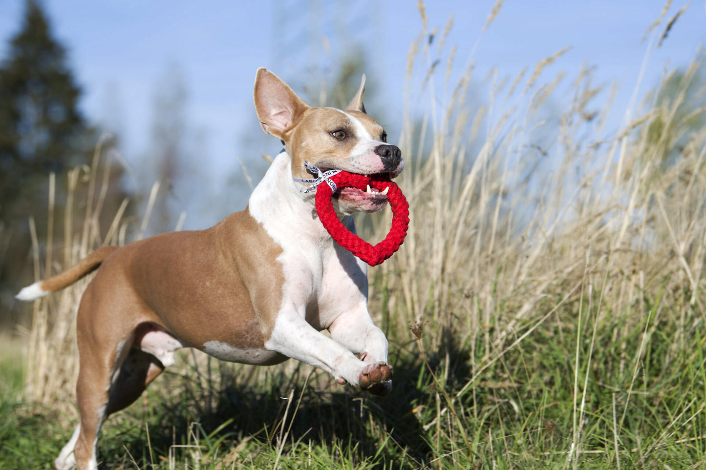 Laboni Hundespielzeug