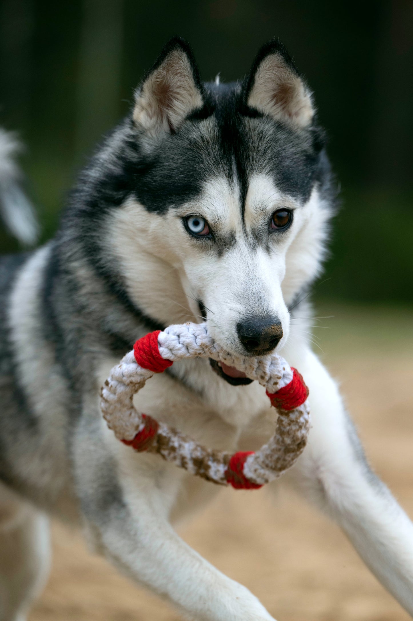 Laboni Hundespielzeug