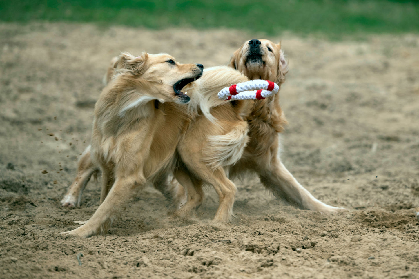 Laboni Hundespielzeug