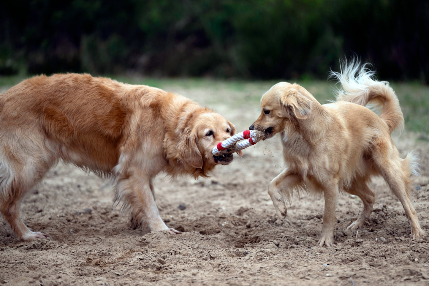 Laboni Hundespielzeug