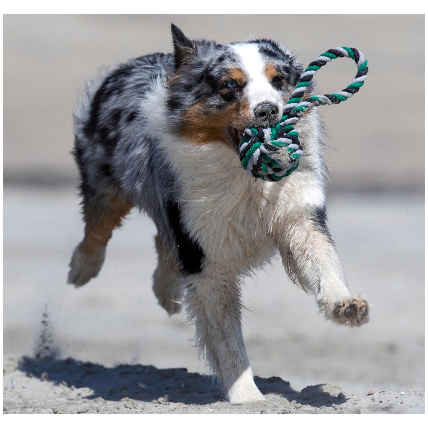 Laboni Hundespielzeug
