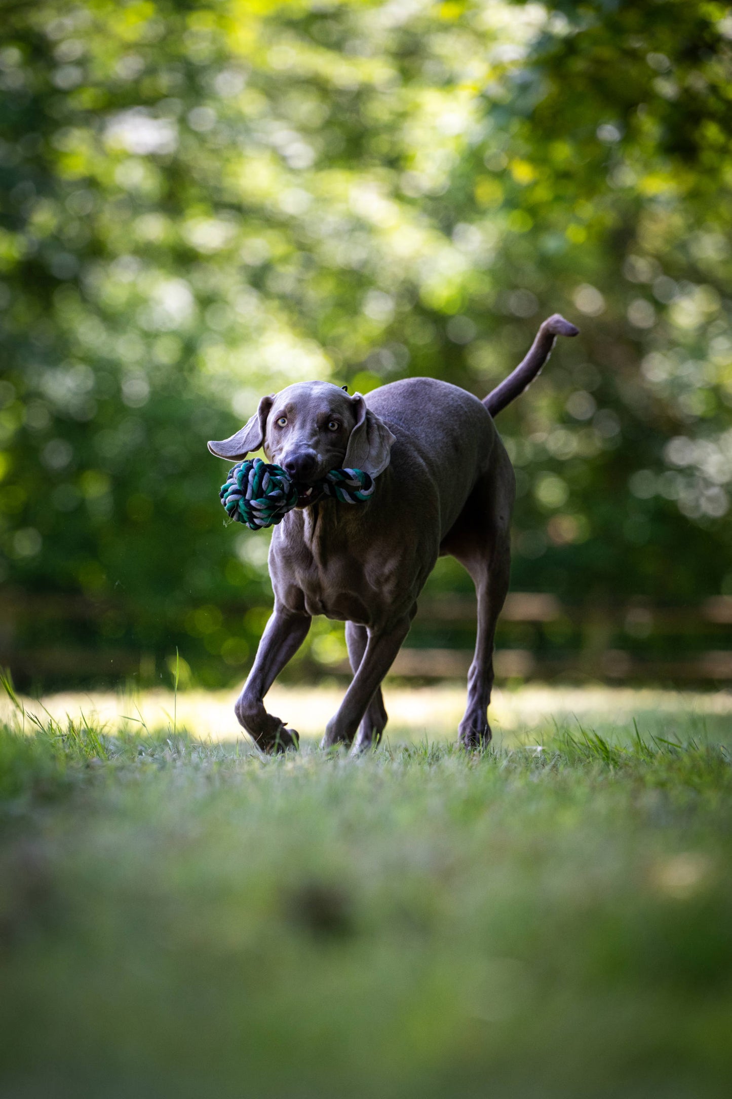Laboni Hundespielzeug