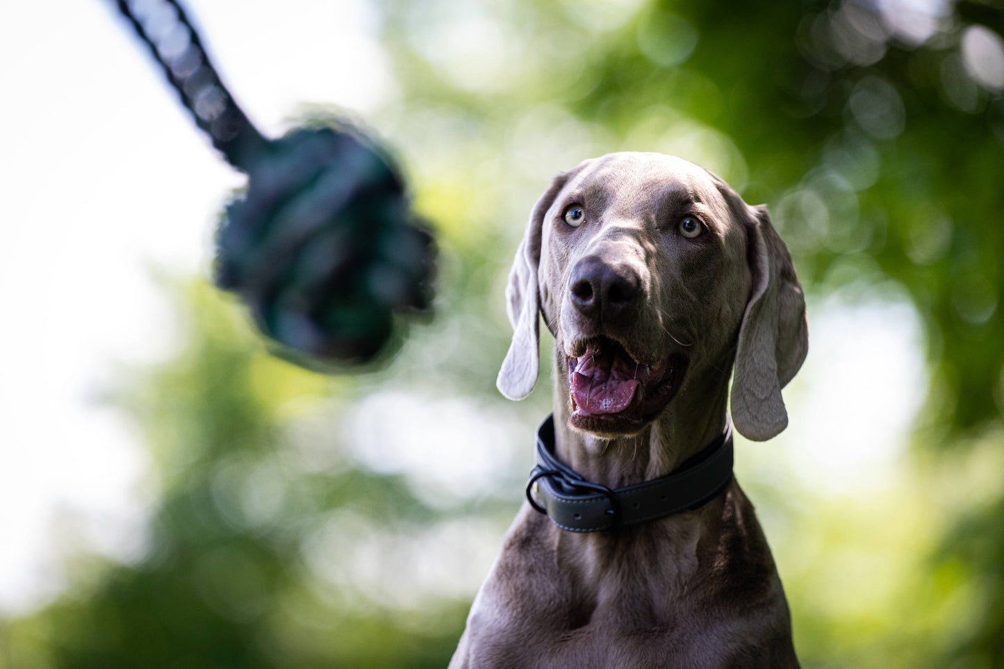 Laboni Hundespielzeug