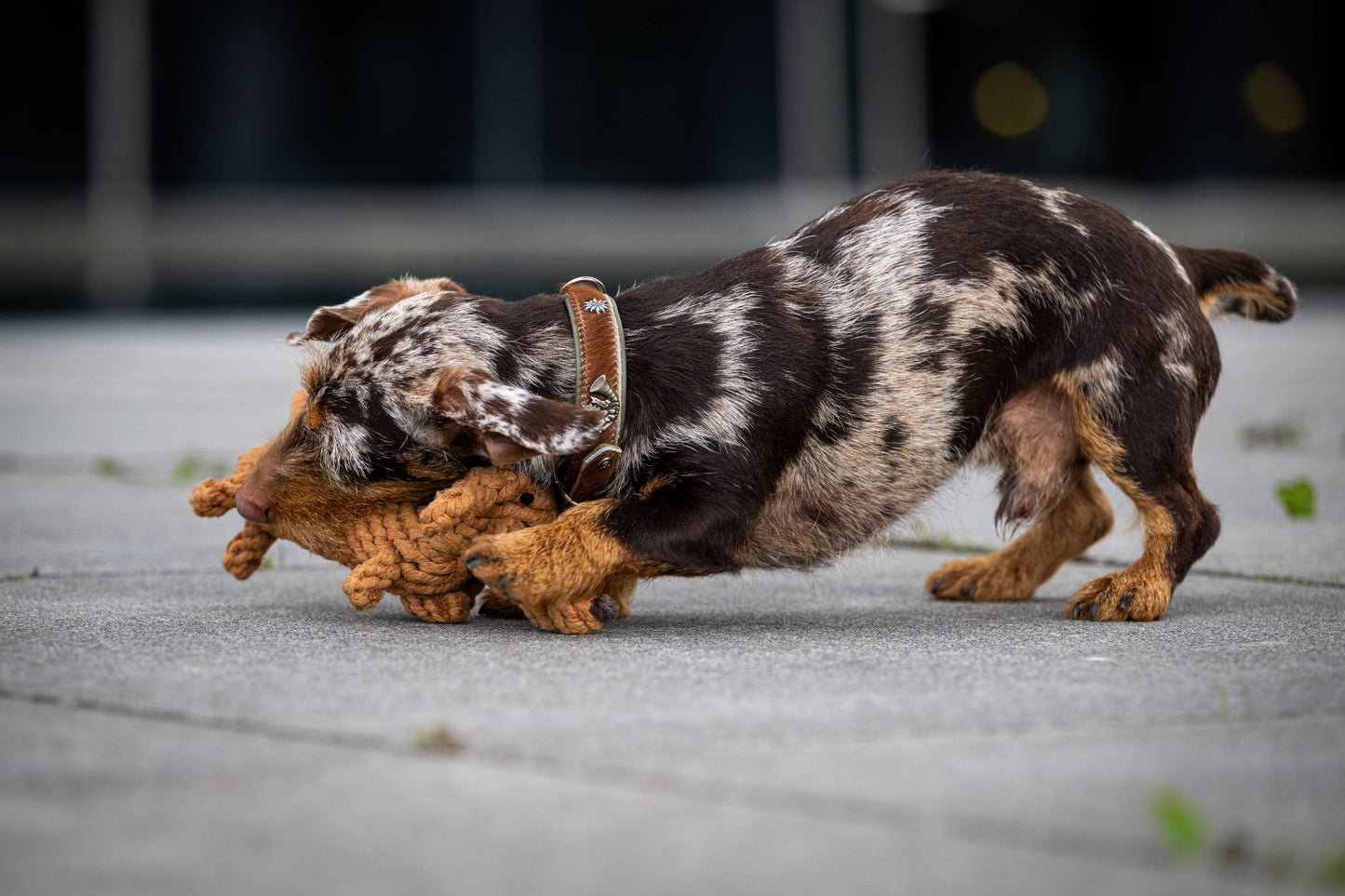 Hundespielzeug Dackel braun