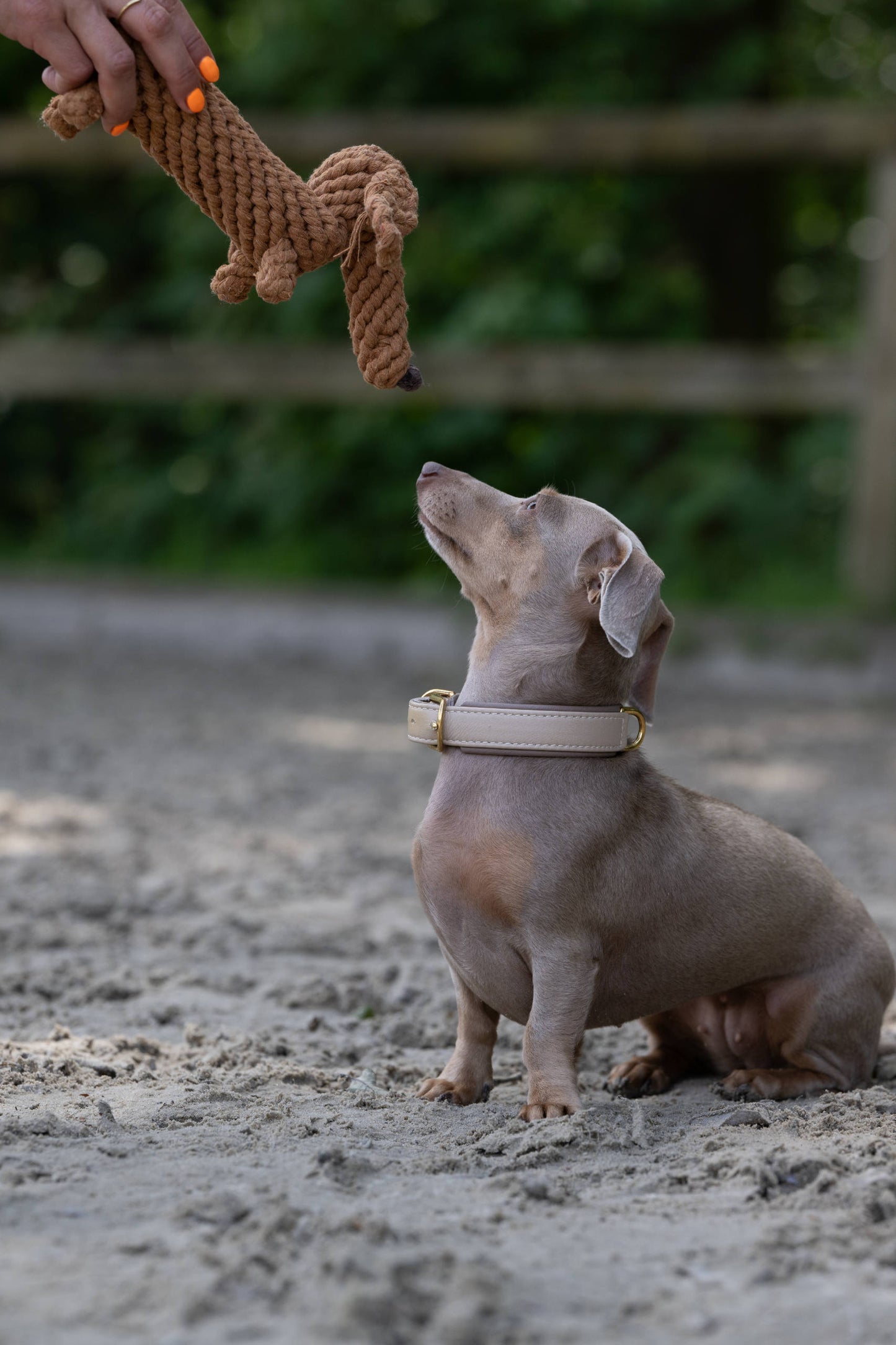 Hundespielzeug Dackel braun