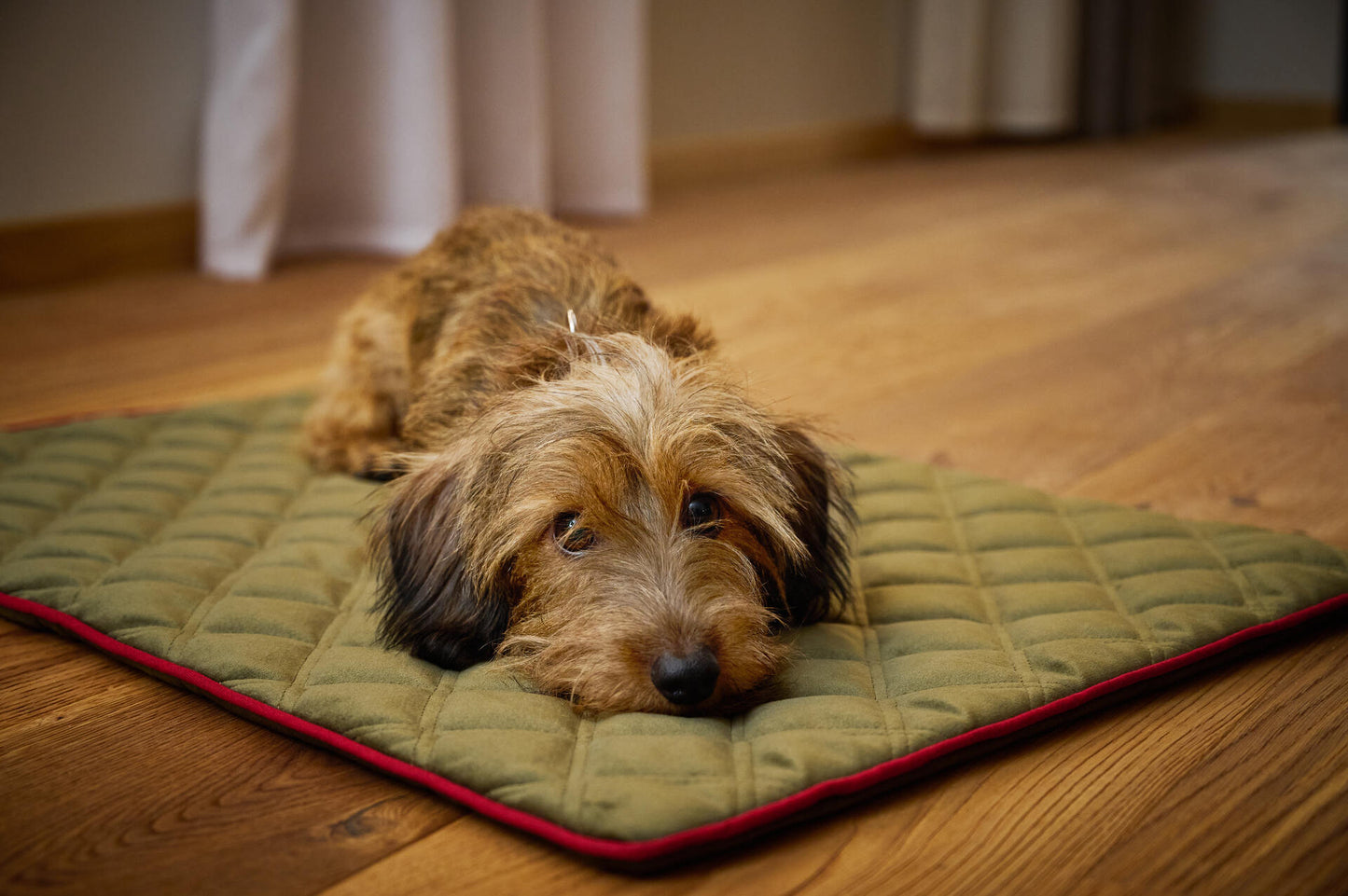Hundedecke Olive / Grau