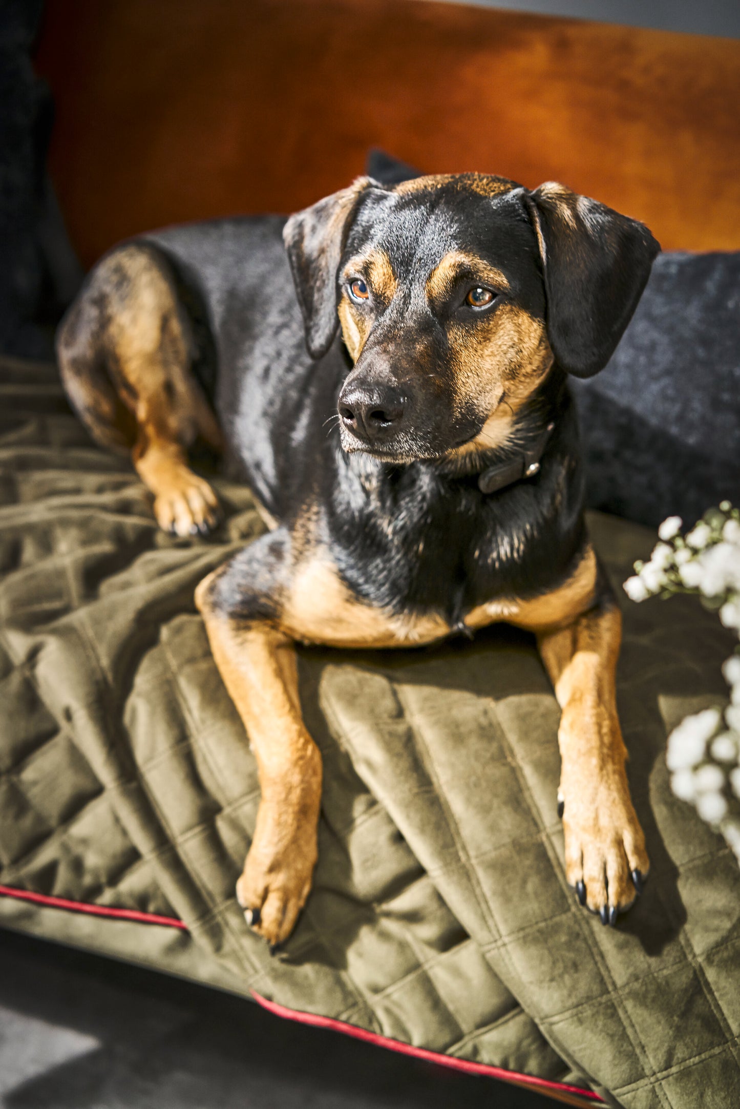 Hundedecke Olive / Grau