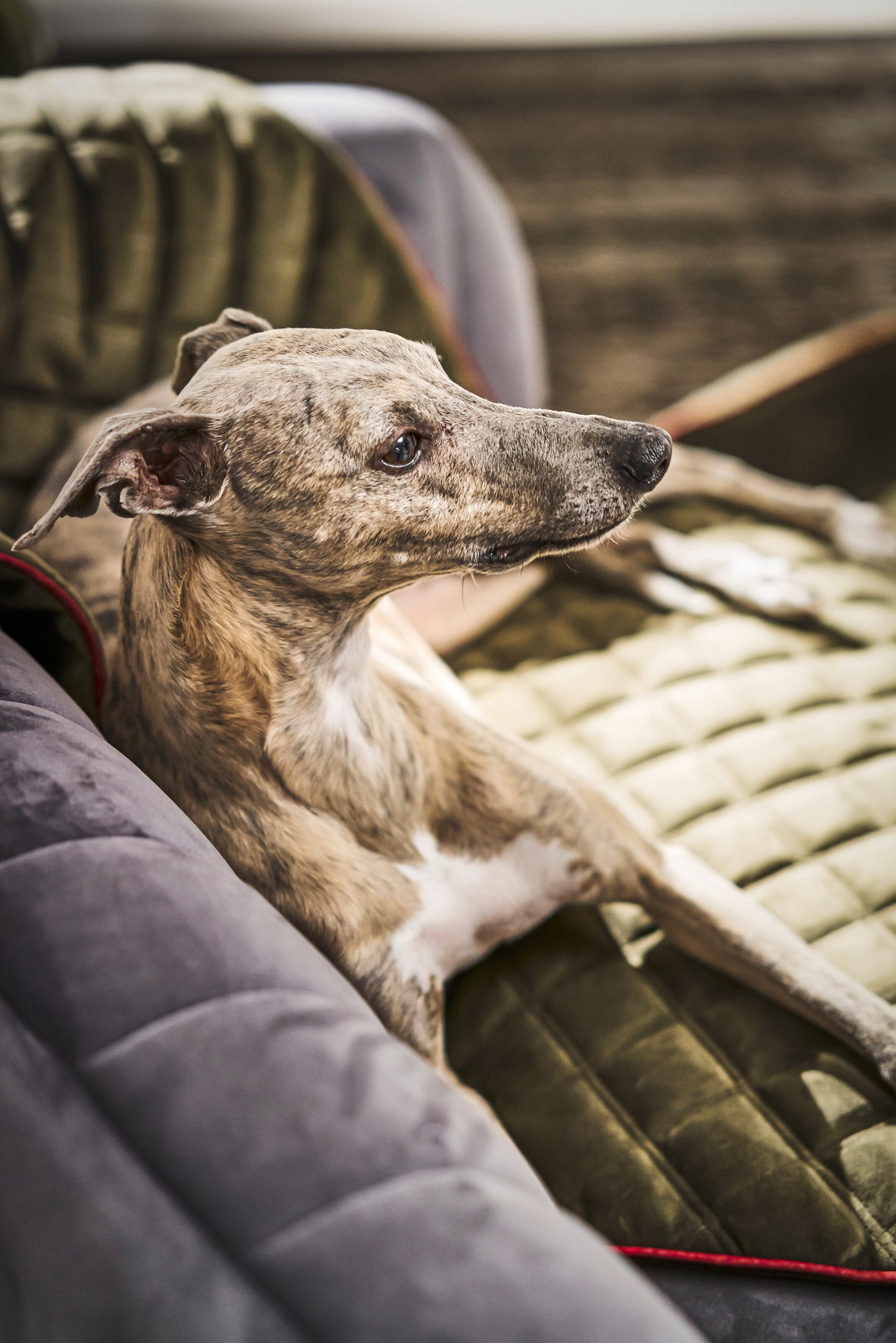 Hundedecke Olive / Grau