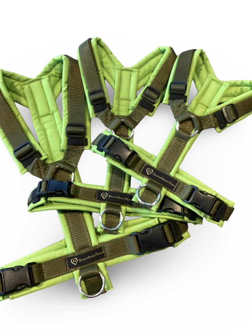 Brustgeschirr lime/oliv