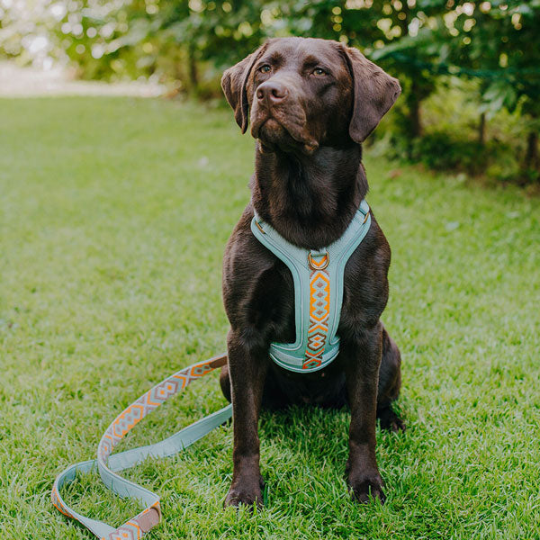 Premium Hundegeschirr Gepolstert – Mint/Orange