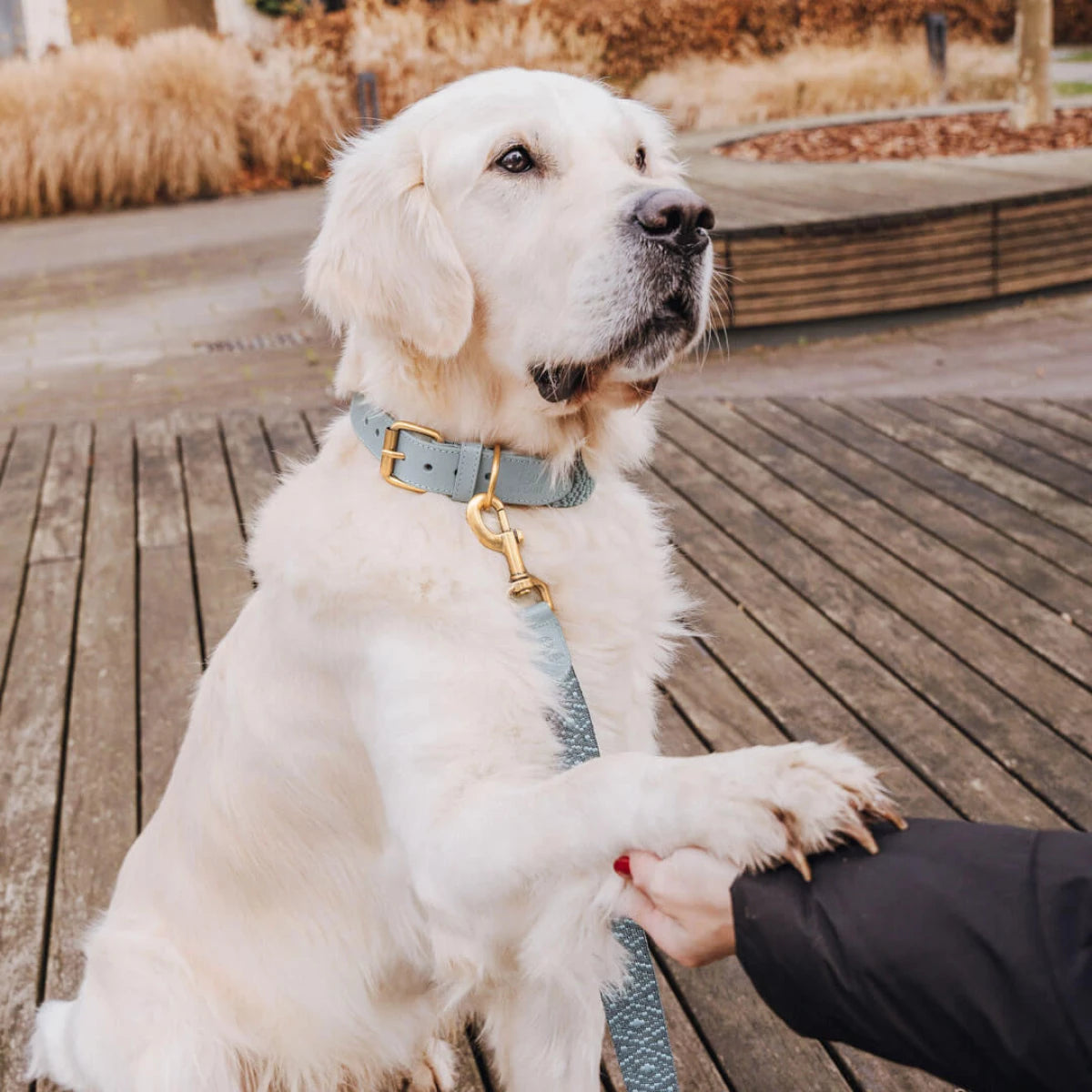 Knoten für vier Pfoten Hundehalsband Leder Anthrazit Hey Lana