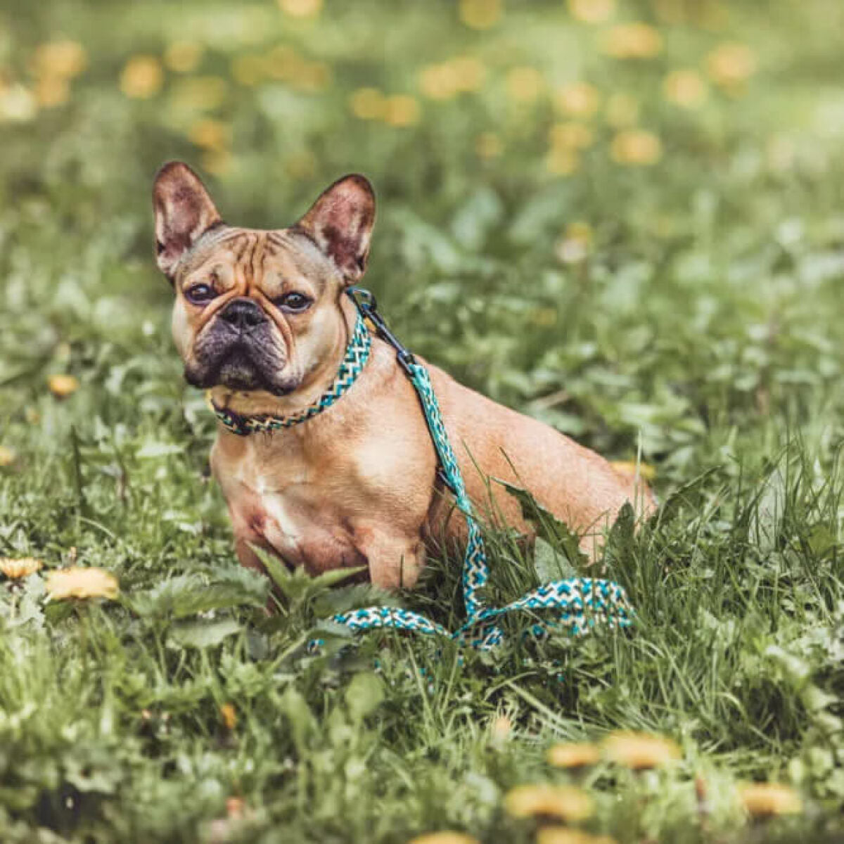 Hundeleine gelb blau kariert
