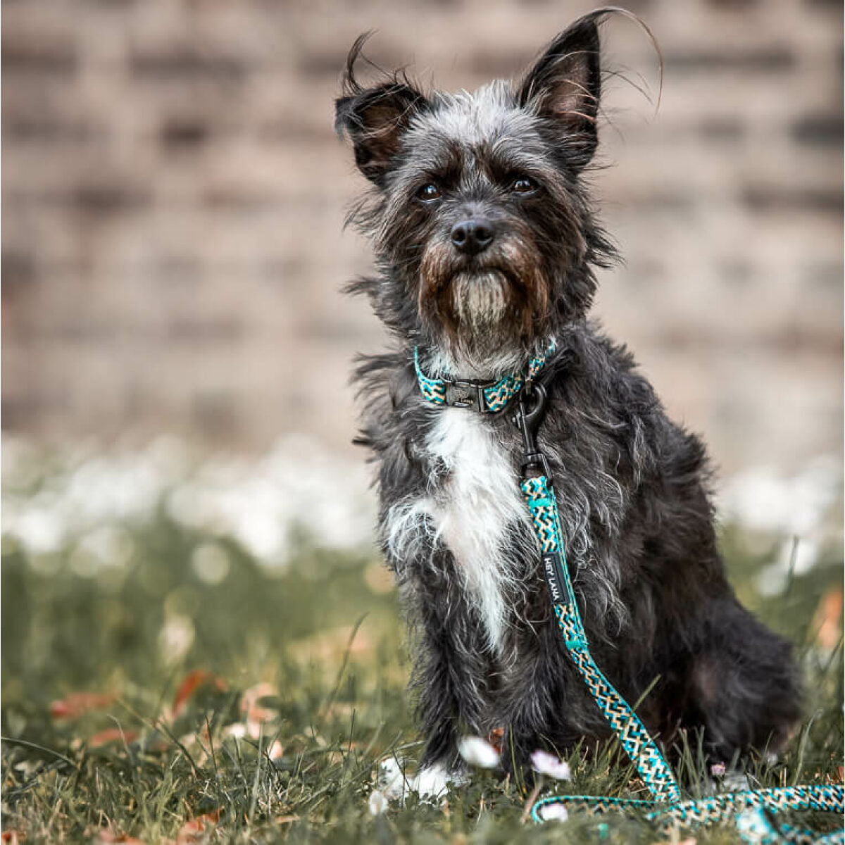 Knoten für vier Pfoten Hundehalsband Leine Kunterbunt Hey Lana