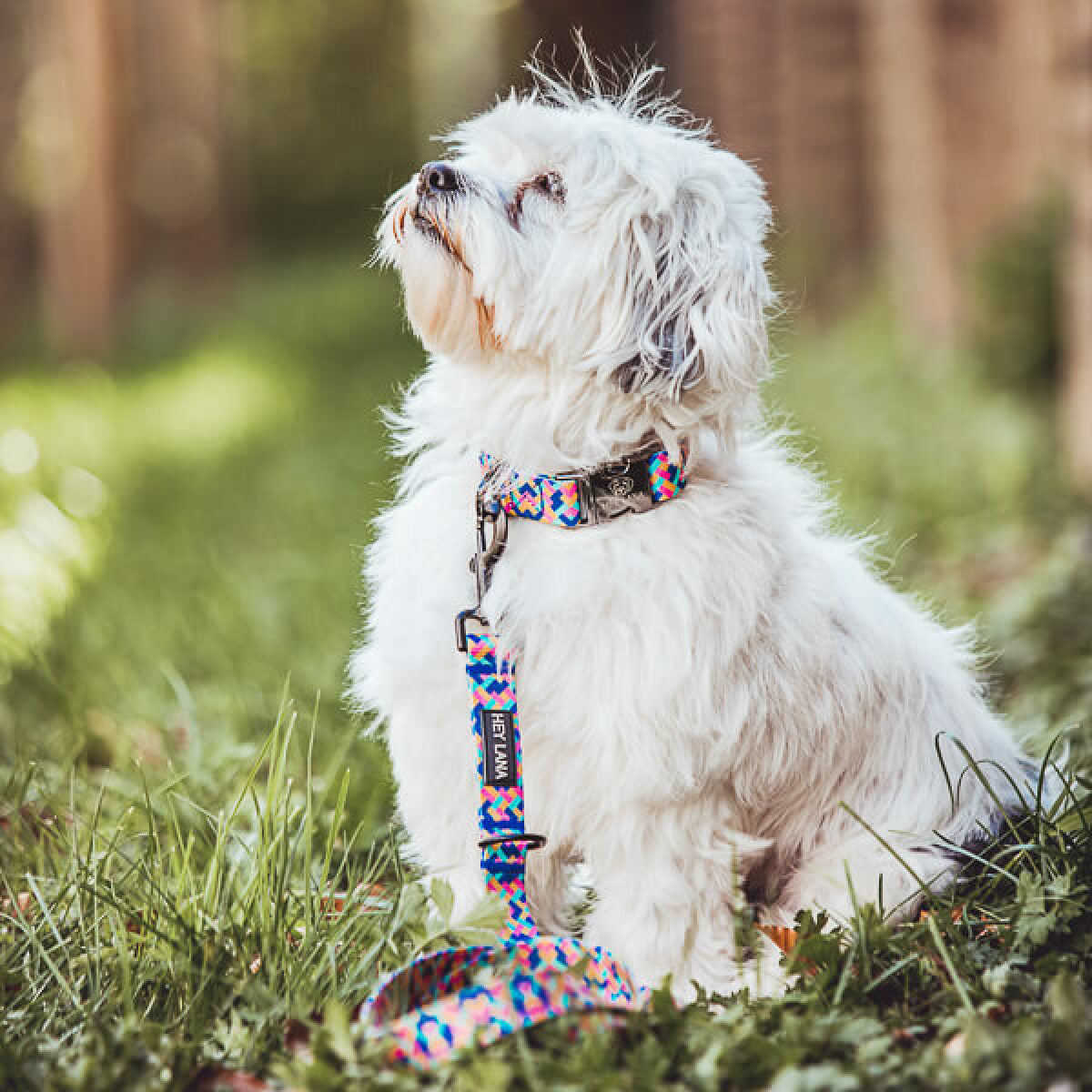Knoten für vier Pfoten Hundehalsband Leine Kunterbunt Hey Lana