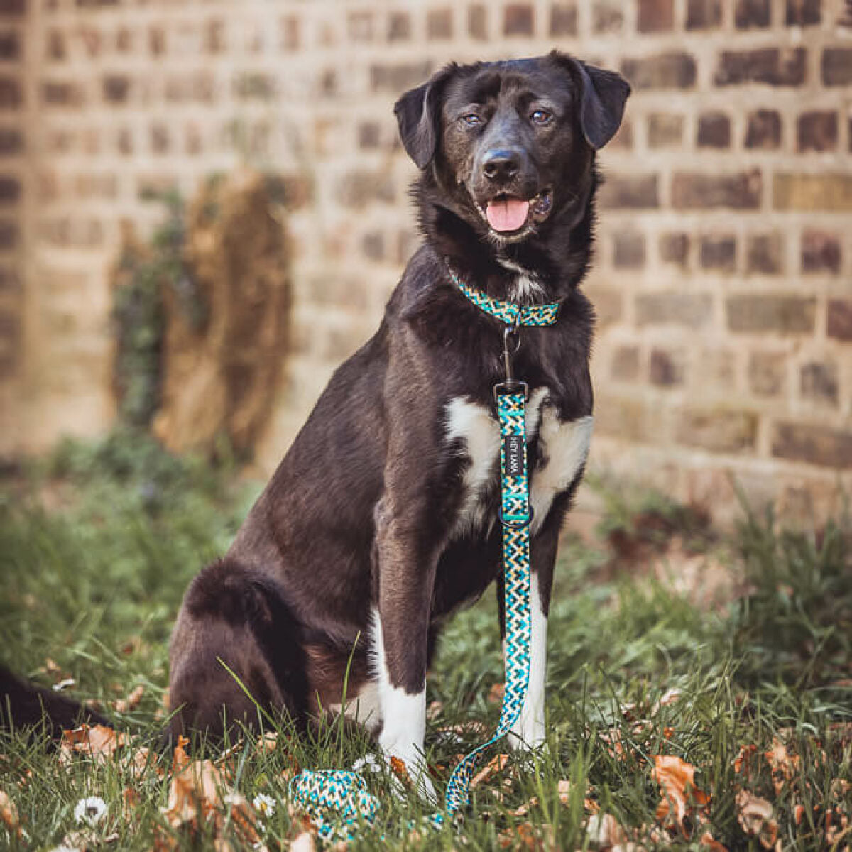 Knoten für vier Pfoten Hundehalsband Leine Kunterbunt Hey Lana