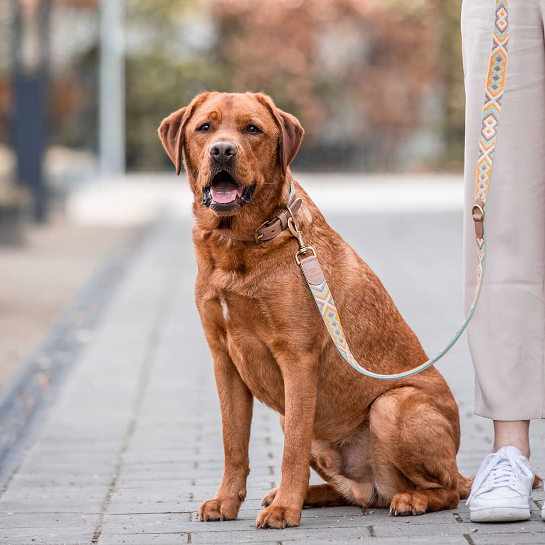 Hundeleine mint orange Hey Lana