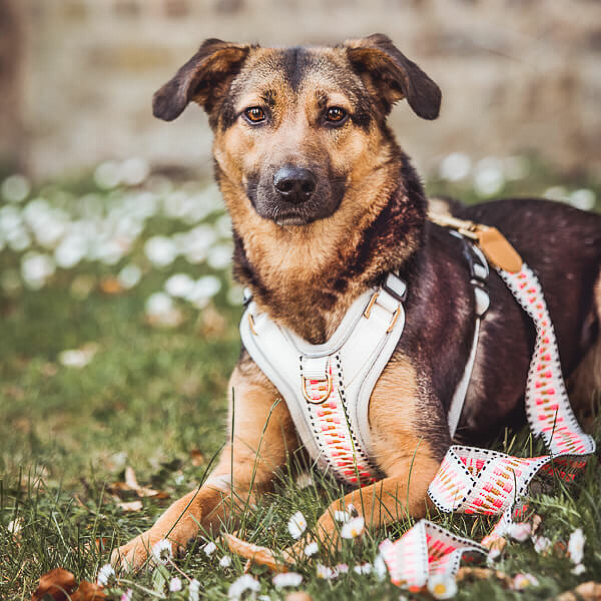 Hundeleine Hundegeschirr pink beige Hey Lana