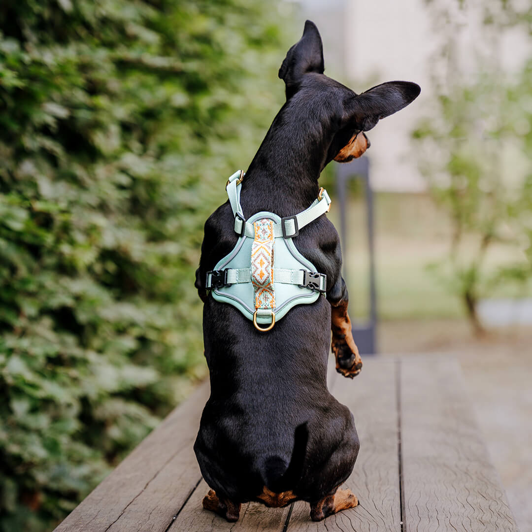 Premium Hundegeschirr Gepolstert – Mint/Orange
