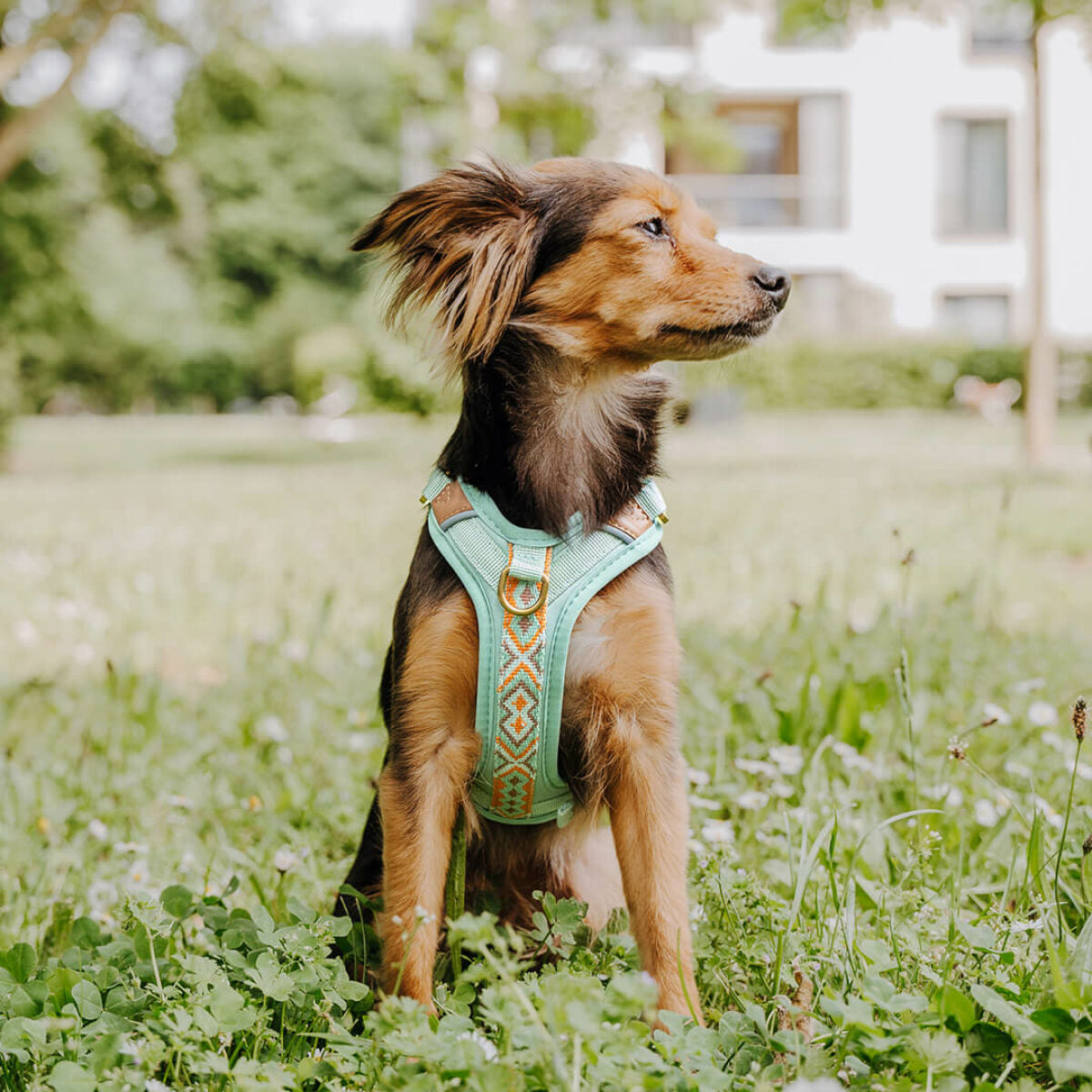 Premium Hundegeschirr Gepolstert – Mint/Orange