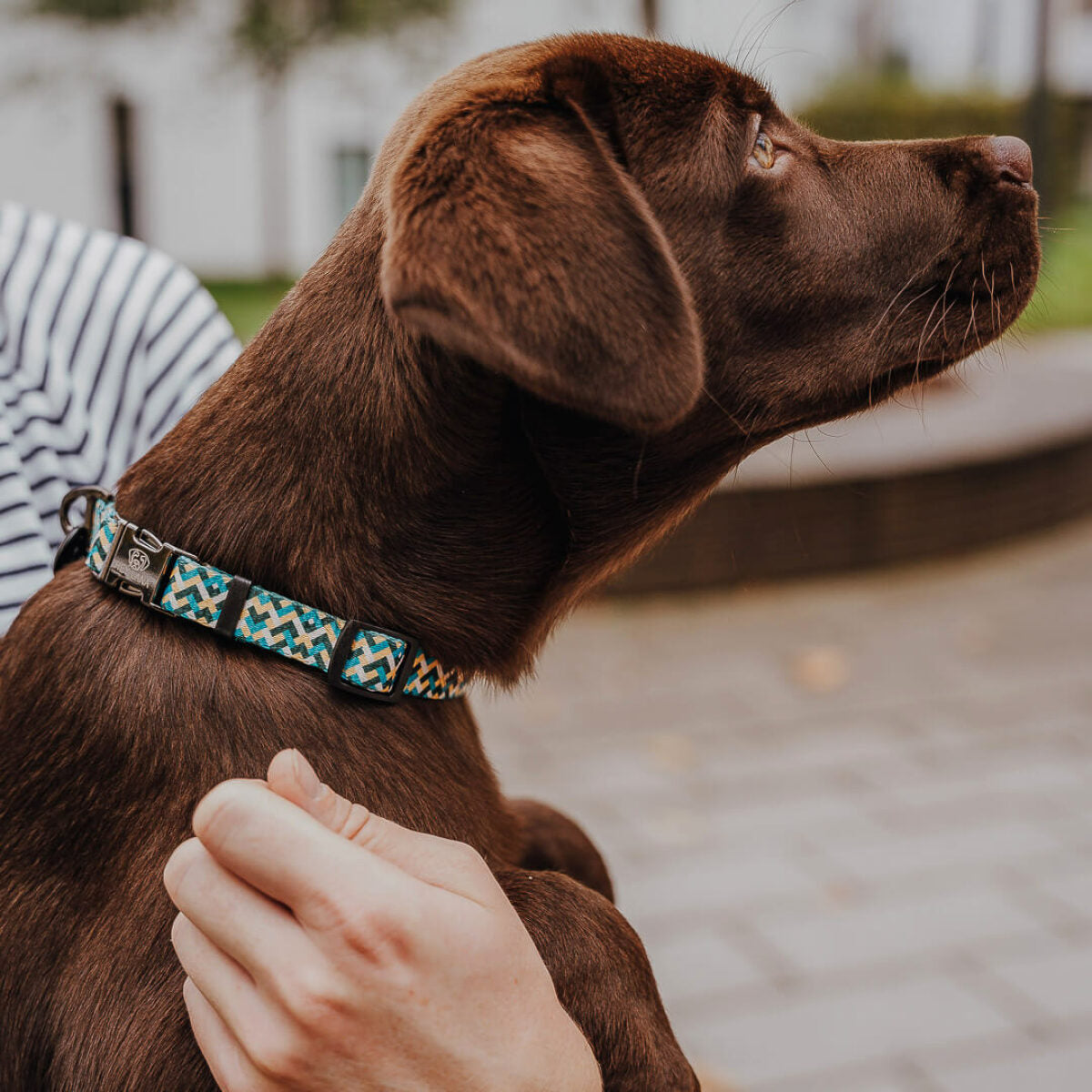Knoten für vier Pfoten Hundehalsband Kunterbunt Hey Lana