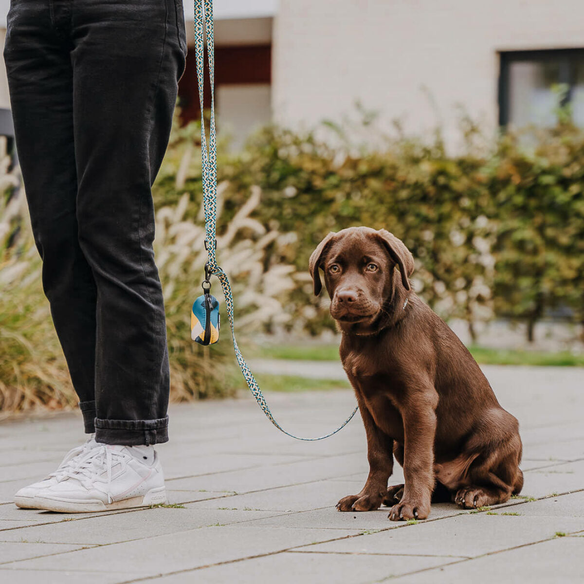 Hundeleine gelb blau kariert
