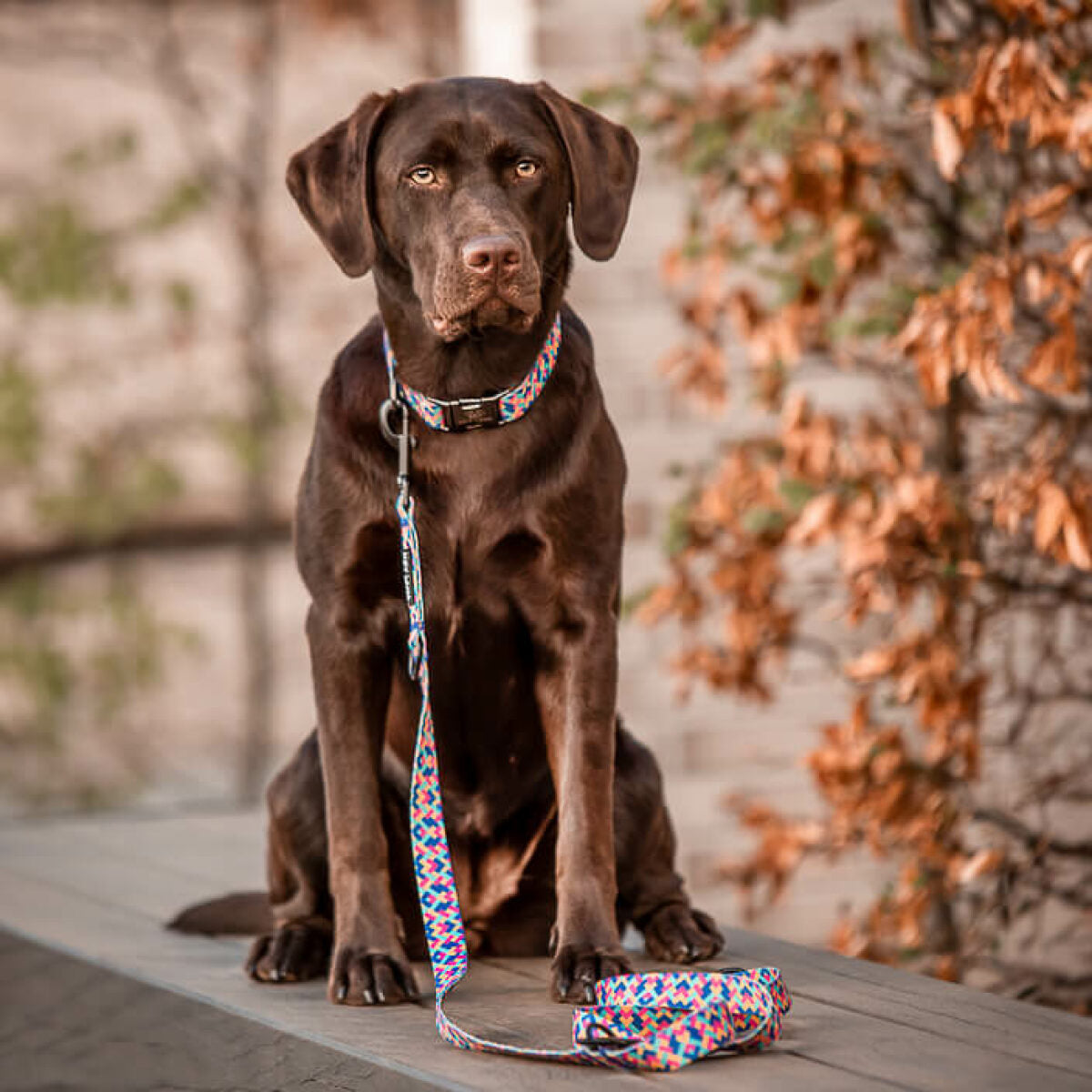 Knoten für vier Pfoten Hundeleine Kunterbunt Hey Lana