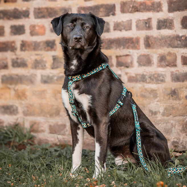 Hundegeschirr hellblau gelb kariert