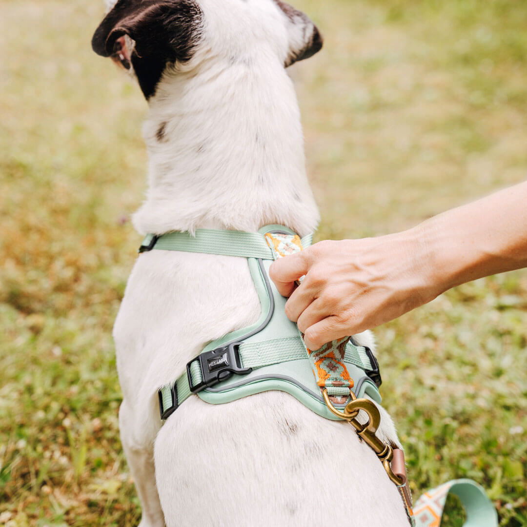 Premium Hundegeschirr Gepolstert – Mint/Orange