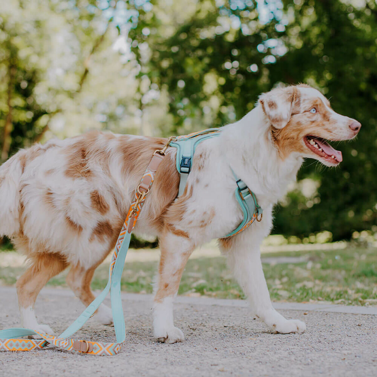 Premium Hundegeschirr Gepolstert – Mint/Orange