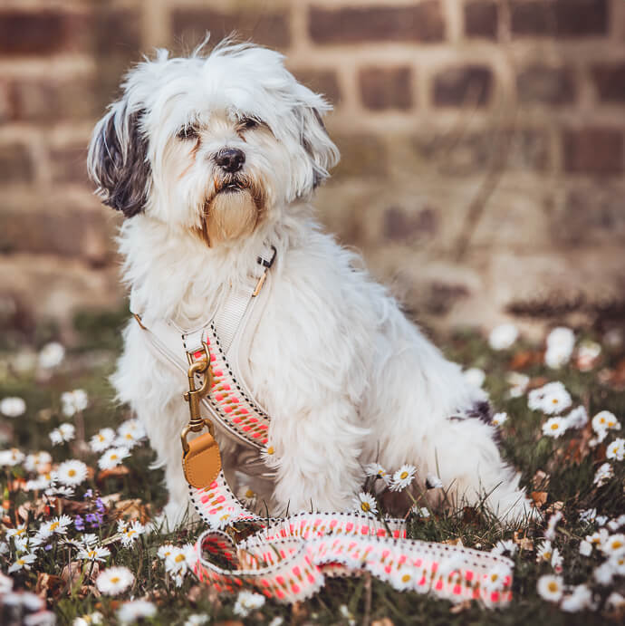 Hundegeschirr pink beige Hey Lana