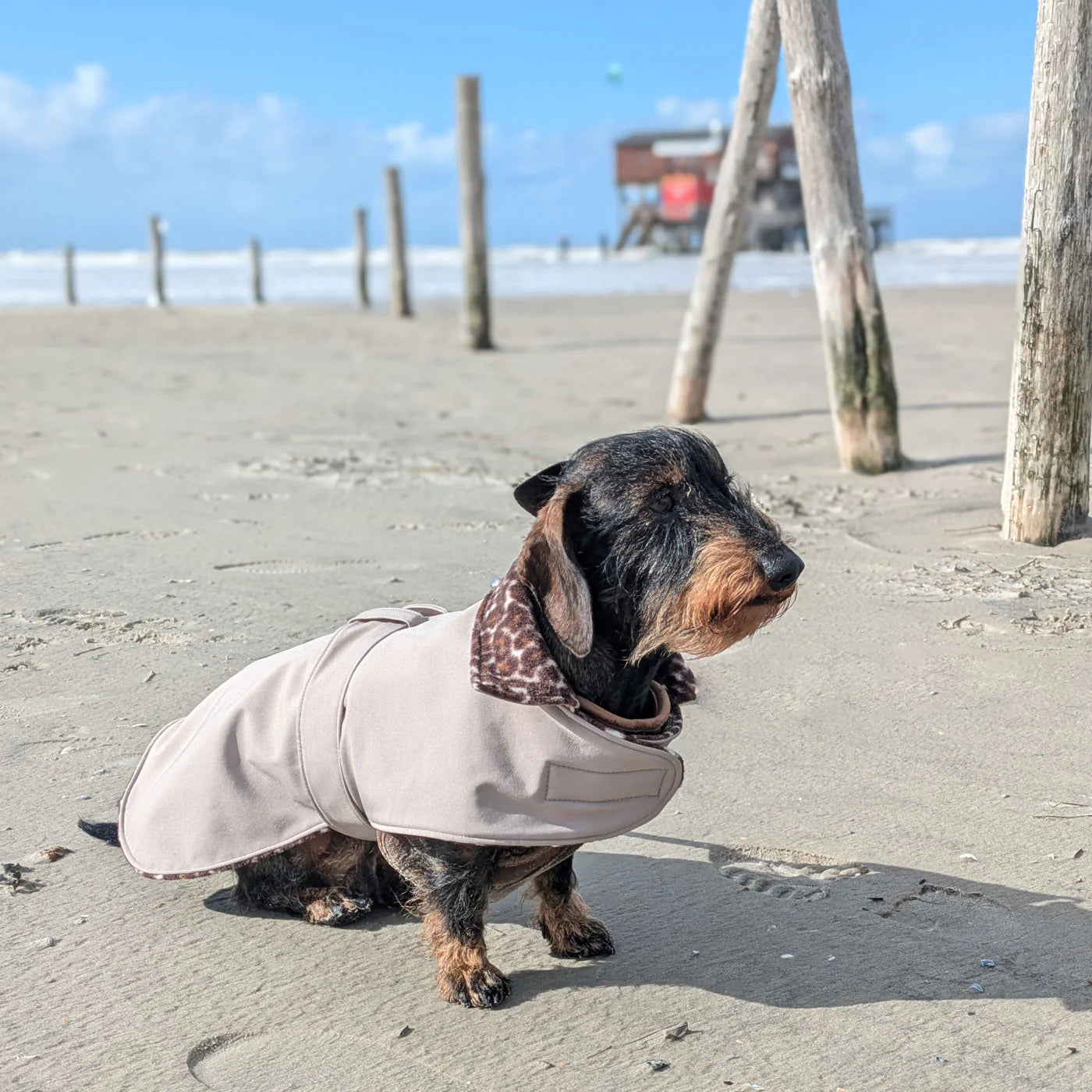 Hundemantel “Softshell Trenchcoat” LEO / Beige, Creme Dackel
