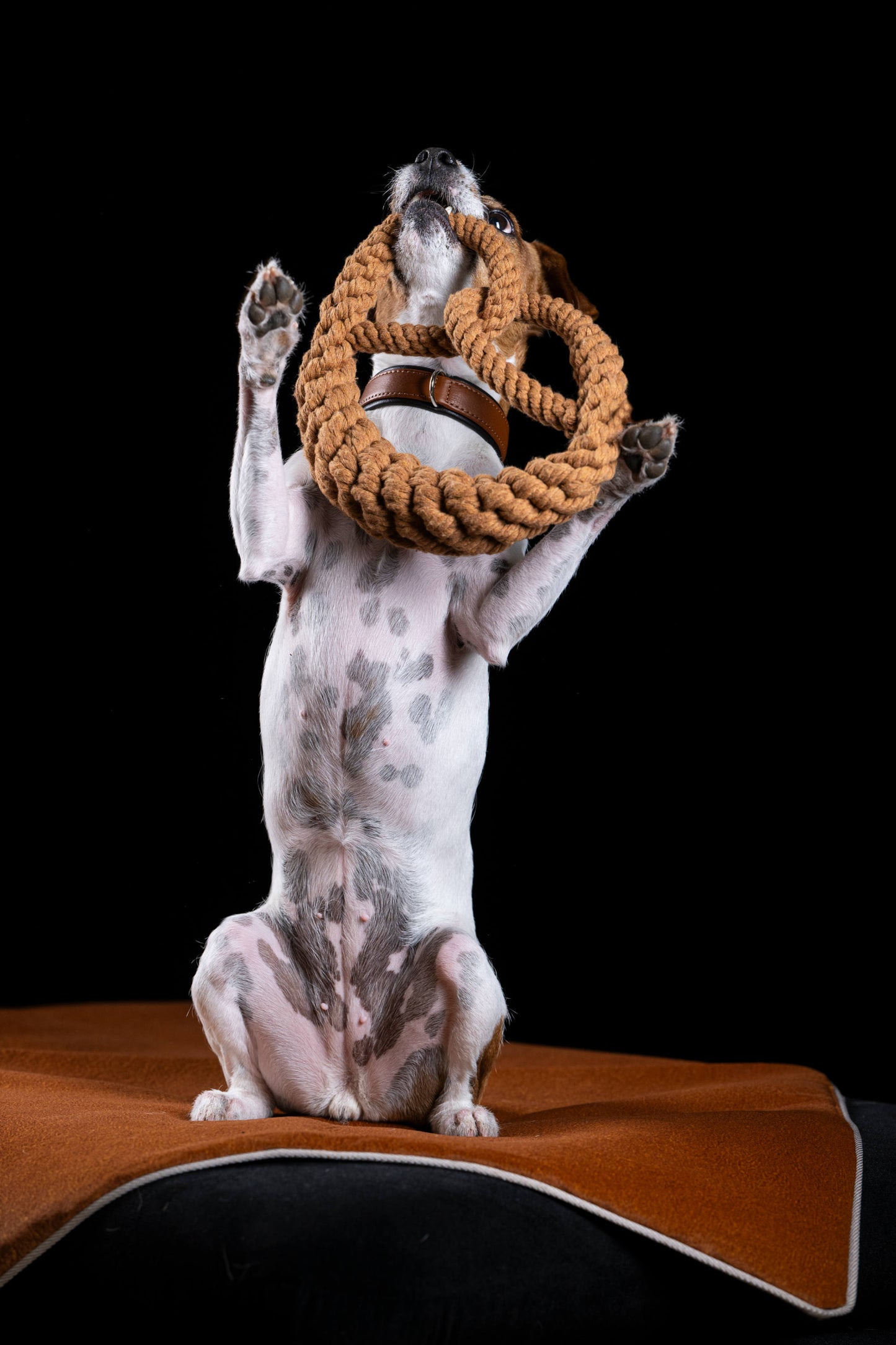 Hund mit Brezel aus Baumwolle zum Werfen und Kauen