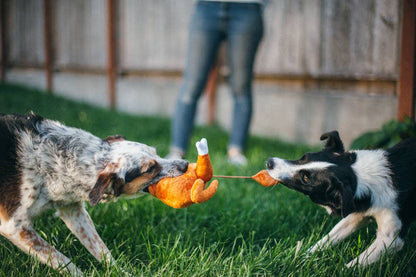 Klassischer Feiertag Feiertagshund Truthahn