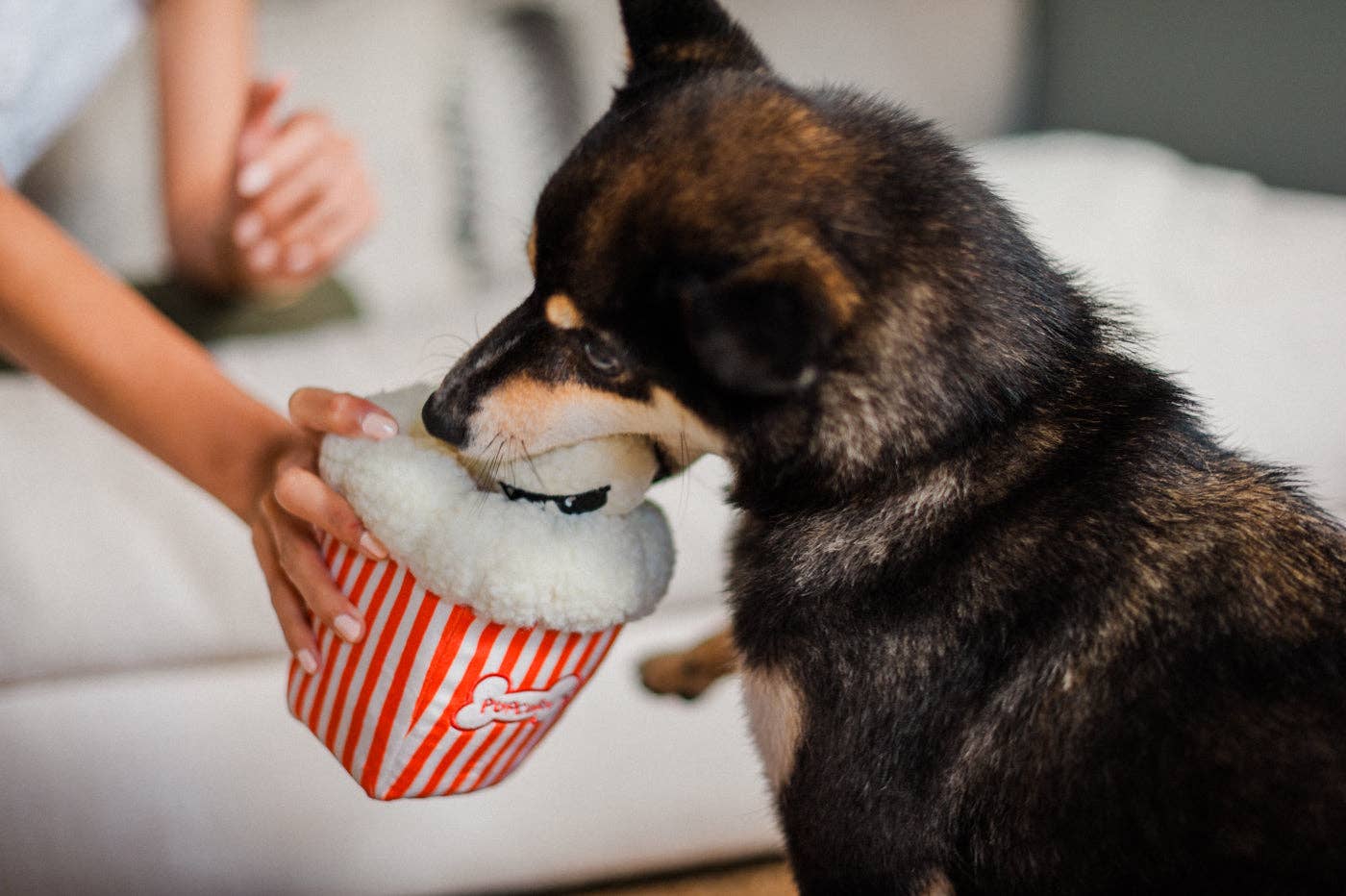Hollywoof Kino Poppin' Pupcorn