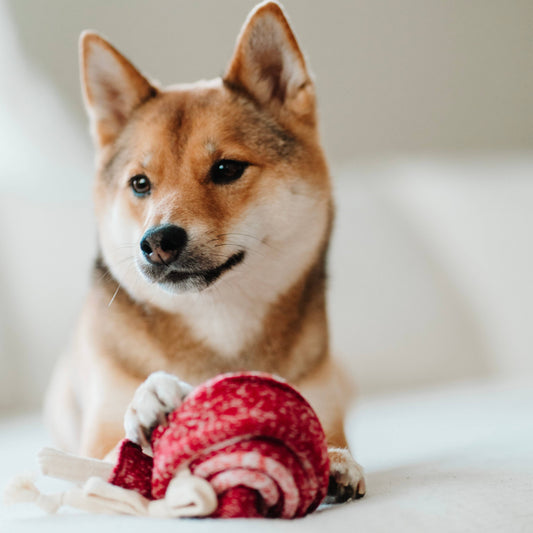 Knoten für vier Pfoten  Hundespielzeug Lolli